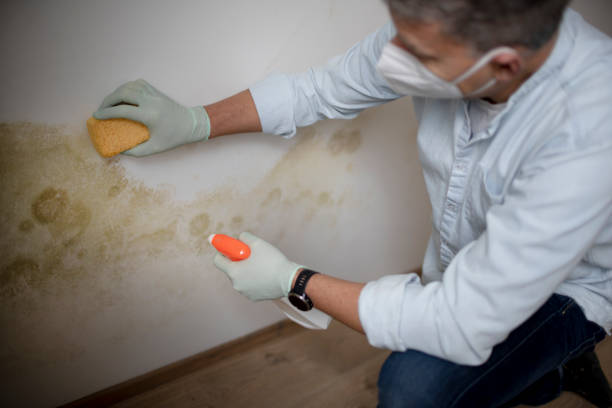 Professional Mold Removal in Kingwood, WV