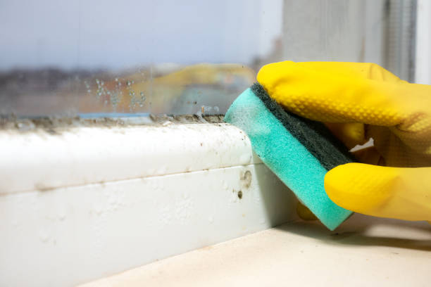 Attic Mold Removal in Kingwood, WV